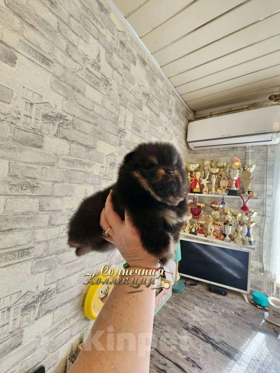 Собаки в Москве: Шпиц померанский мальчик медвежонок Мальчик, Бесплатно - фото 2