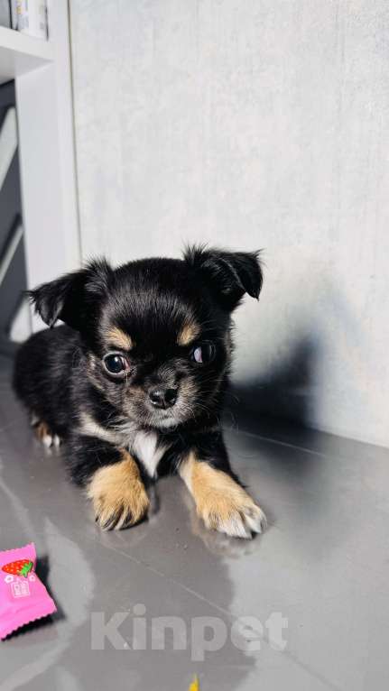 Собаки в Уфе: Очаровательные щенки длинношерстного чихуахуа — мальчики с документами Мальчик, 45 000 руб. - фото 4