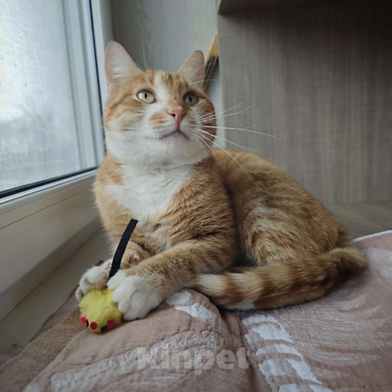 Кошки в Москве: Рыжик Мальчик, 1 руб. - фото 3