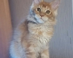 Кошки в Одинцово: Котёнок мейн-кун Девочка, 40 000 руб. - фото 2