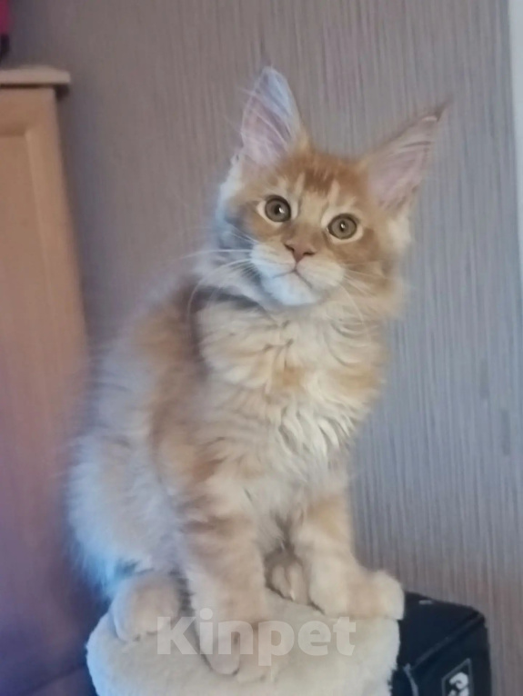 Кошки в Одинцово: Котёнок мейн-кун Девочка, 40 000 руб. - фото 2