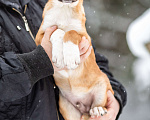 Собаки в Москве: Щенок в добрые руки Мальчик, Бесплатно - фото 3