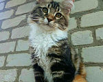 Кошки в Москве: Котята Мейн кун с документами., 20 000 руб. - фото 3