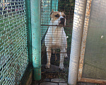 Собаки в Краснодаре: Питбуль вязка, 1 руб. - фото 2