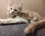 Кошки в Ленинске: Мейн Кун котята, 15 000 руб. - фото 4