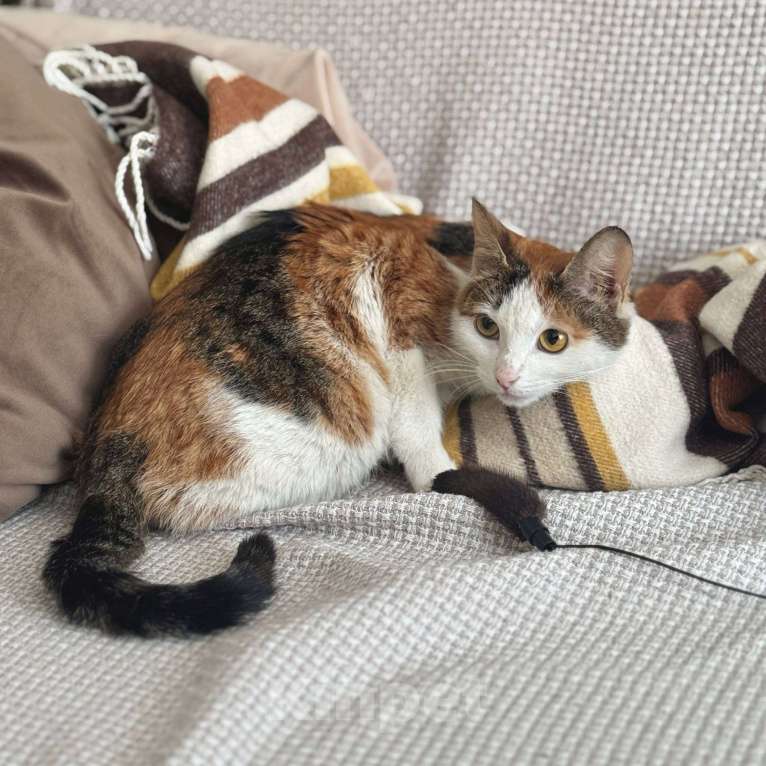 Кошки в Москве: смешная кошка Шпуля ищет дом Девочка, Бесплатно - фото 3