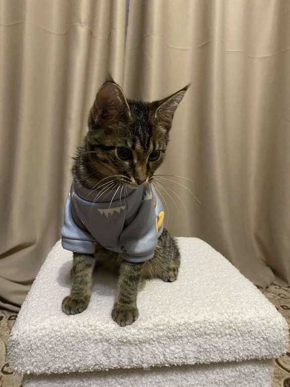 Кошки в Нижнем Новгороде: Котенок в добрые руки Девочка, Бесплатно - фото 3