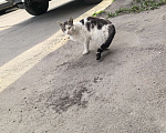 Кошки в Санкт-Петербурге: Котик Изумруд  3 дня на поиск дома Мальчик, Бесплатно - фото 3