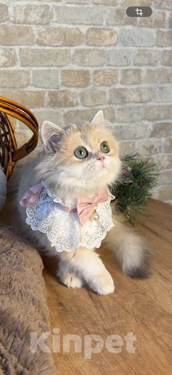 Кошки в Москве: Британские котята золотая шиншилла Девочка, 70 000 руб. - фото 4