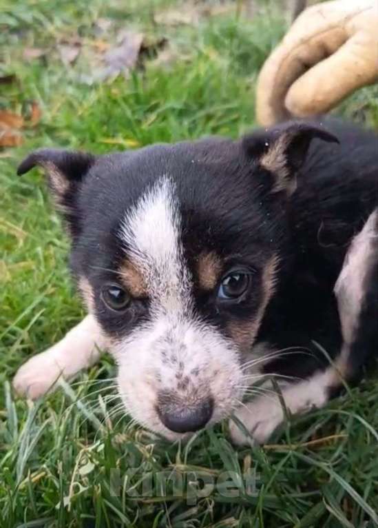 Собаки в Москве: в добрые руки Девочка, Бесплатно - фото 3