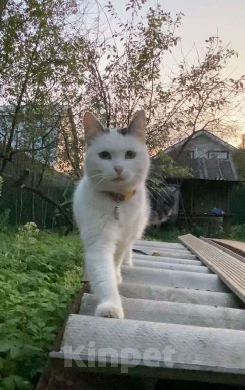 Кошки в Москве: 🐾 Мурыся, кошечка от 1 года 💛 Девочка, Бесплатно - фото 2