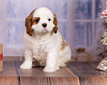 Собаки в Королеве: Кавалер Кинг Чарльз спаниель щенок девочка мини Девочка, 75 000 руб. - фото 1