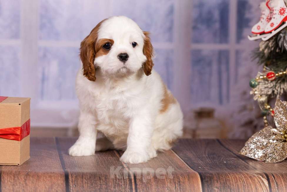 Собаки в Королеве: Кавалер Кинг Чарльз спаниель щенок девочка мини Девочка, 75 000 руб. - фото 1