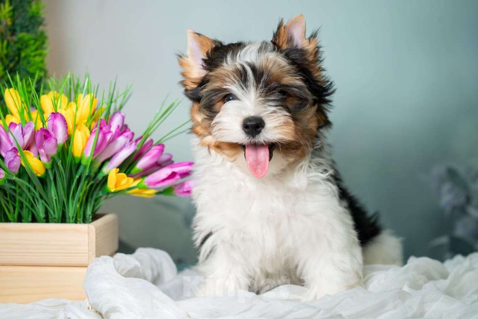 Собаки в Вологде: Предлагается очень красивый, яркий, породный щенок породы бивер терьер. Мальчик, 70 000 руб. - фото 2