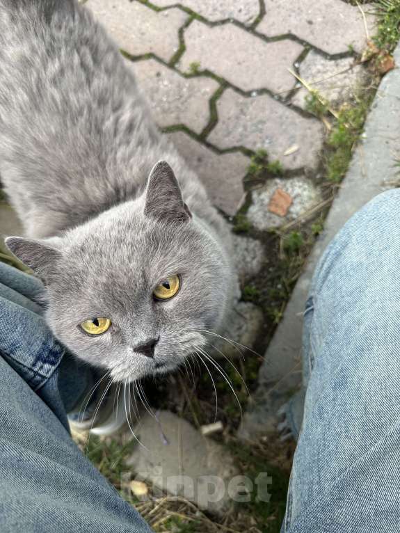 Кошки в Сургуте: Был выброшен на улицу Мальчик, Бесплатно - фото 2