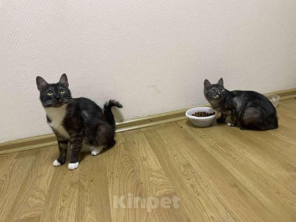 Кошки в Москве: Ласковые кошечки — мама и дочка ищут дом Девочка, Бесплатно - фото 6