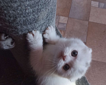 Кошки в Москве: Вислоухий шотландский белоснежный котенок Мальчик, 30 000 руб. - фото 3