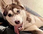Собаки в Москве: Пропала собака, сибирская хаски Девочка, 1 000 руб. - фото 1