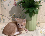 Кошки в Сосновом Бору: Котенок Персей Мальчик, Бесплатно - фото 8