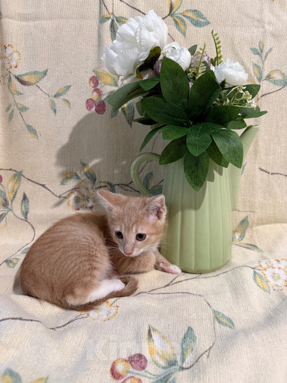 Кошки в Сосновом Бору: Котенок Персей Мальчик, Бесплатно - фото 8