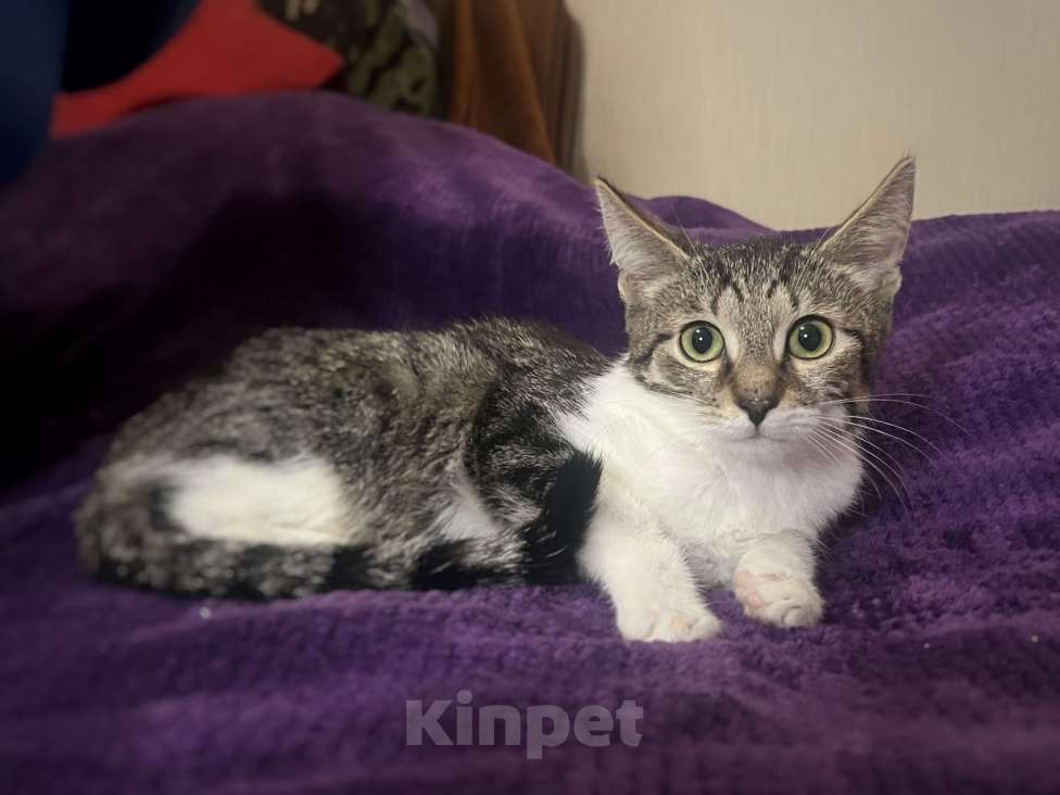 Кошки в Москве: Котёнок Лексус Мальчик, Бесплатно - фото 1