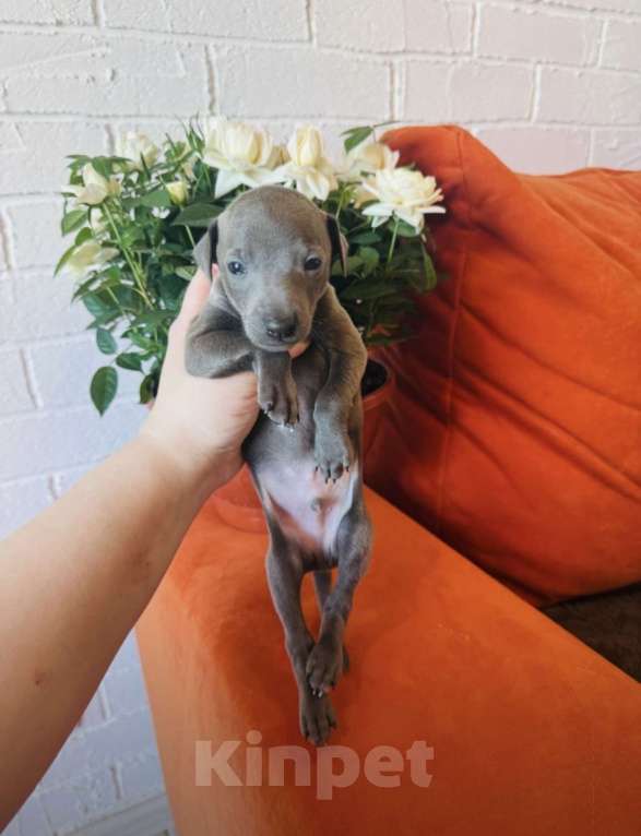 Собаки в других городах Тульской области: Левретка Мальчик, 100 000 руб. - фото 3