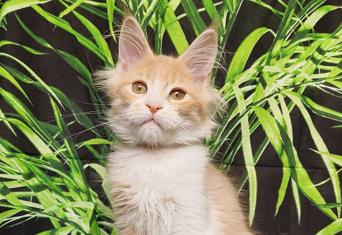 Котёнок Мейн Кун Девочка