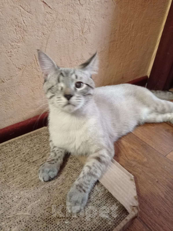 Кошки в Одинцово:  Котёнок Семён в добрые руки Мальчик, Бесплатно - фото 5