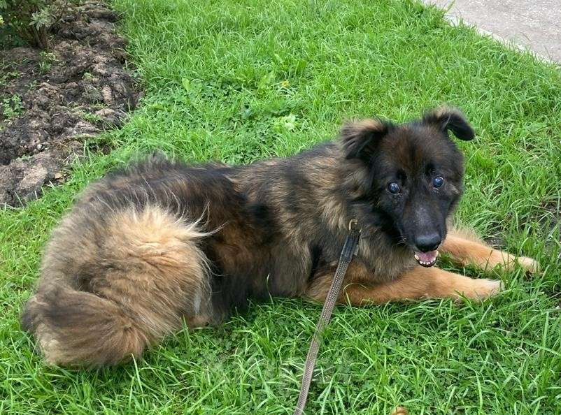 Собаки в Москве: Слепой Дейл  Мальчик, Бесплатно - фото 1