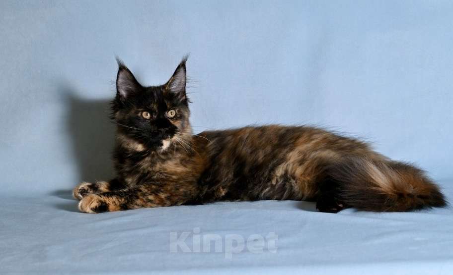 Кошки в Саратове: Мейн Кун Девочка, 40 000 руб. - фото 6