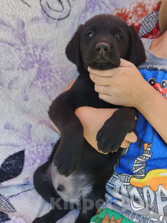 Собаки в Михайловке: Щенок лабрадора Мальчик, 10 000 руб. - фото 2