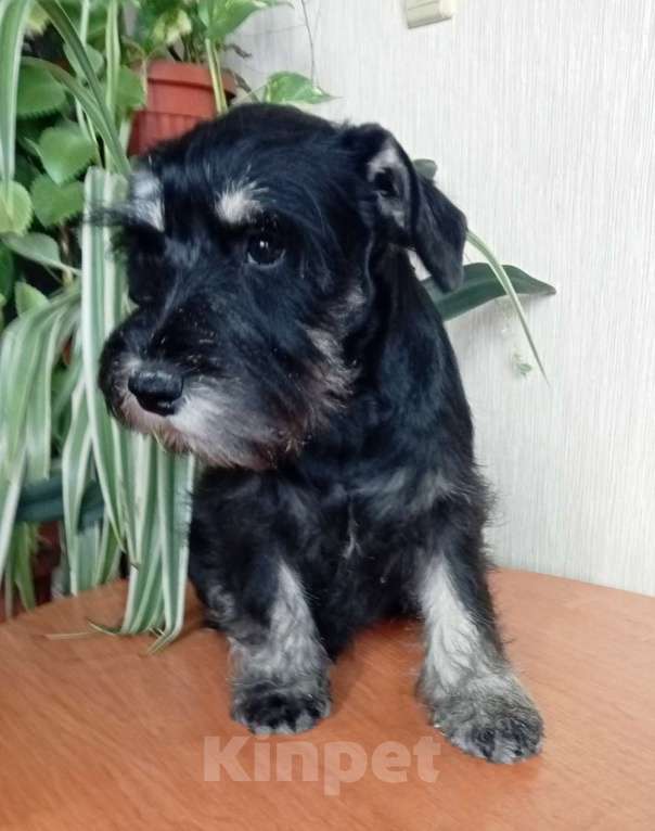 Собаки в Москве: Щенок цвергшнауцера Девочка, Бесплатно - фото 3