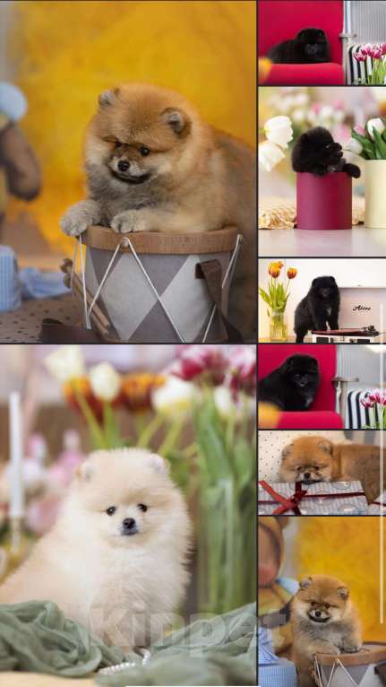 Собаки в Магнитогорске: Жан Ван Клив🤗 Мальчик, 30 000 руб. - фото 1