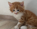 Кошки в Краснодаре: Рыжий котенок Мальчик, Бесплатно - фото 3