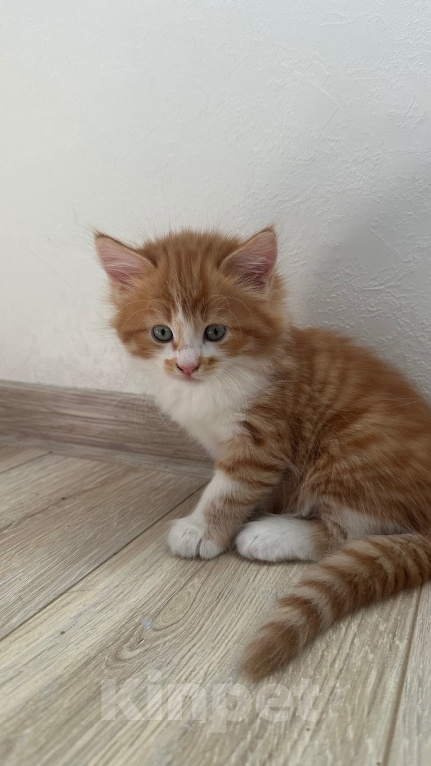 Кошки в Краснодаре: Рыжий котенок Мальчик, Бесплатно - фото 3