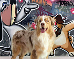 Собаки в Армавире: Вязка Австралийской овчарки Мальчик, Бесплатно - фото 4