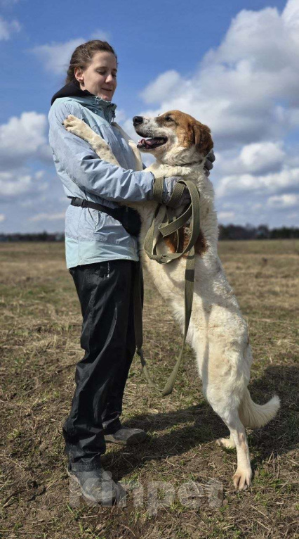 Собаки в Королеве: Ищет дом красавец Друлл! Мальчик, Бесплатно - фото 8