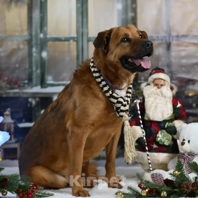 Собаки в других городах Московской области: Тайф - большой ребёнок  Мальчик, 1 руб. - фото 5