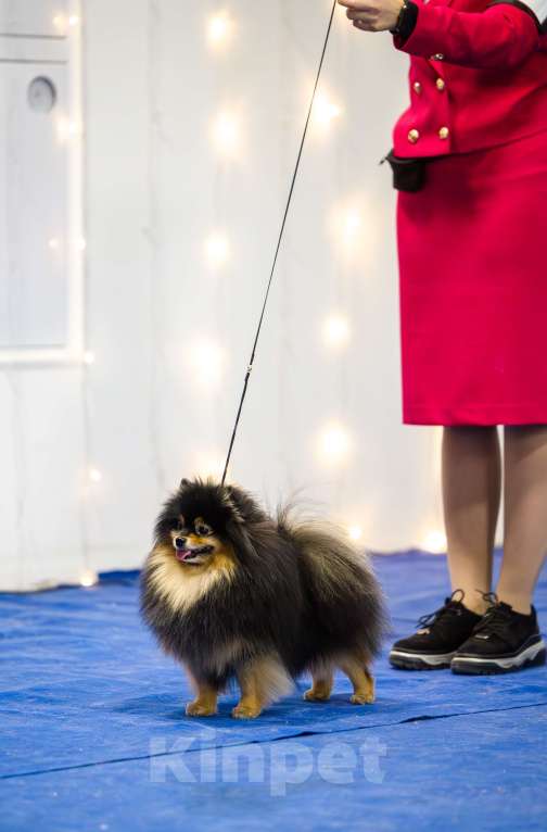 Собаки в Нижнем Новгороде: Немецкий малый шпиц, вязка Мальчик, Бесплатно - фото 2
