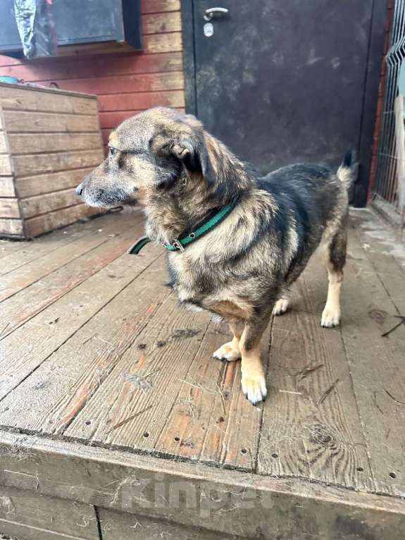Собаки в Санкт-Петербурге: Маленький собачонок, совсем крошка на коротких лапках Мальчик, Бесплатно - фото 10