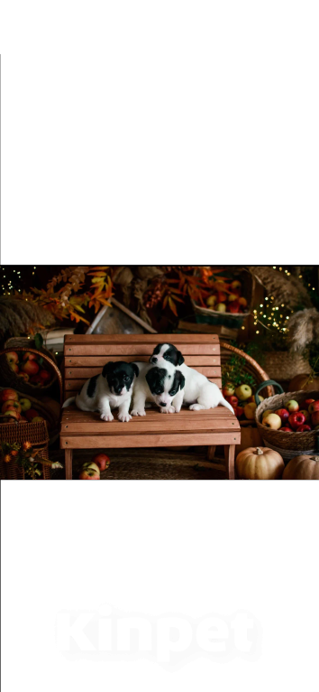 Собаки в Симферополе: Эксклюзивная девочка Джек Рассел терьер  Девочка, 25 000 руб. - фото 2