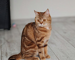 Кошки в Москве: шикарная стерилизованная кошечка скоттиш страйт Девочка, 15 000 руб. - фото 5