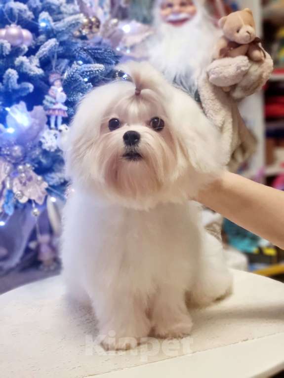 Собаки в Москве: Эксклюзивные щенки мальтезе мини и стандарт Девочка, 50 000 руб. - фото 1