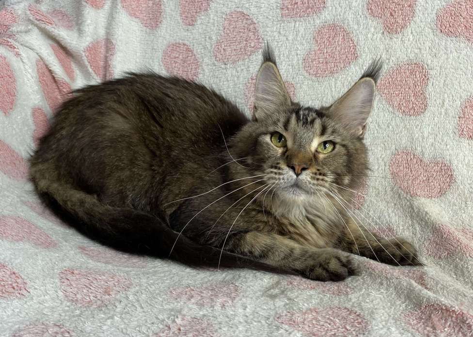 Кошки в Дмитрове: Черная тикированная девочка мейн кун Pandora Девочка, Бесплатно - фото 3