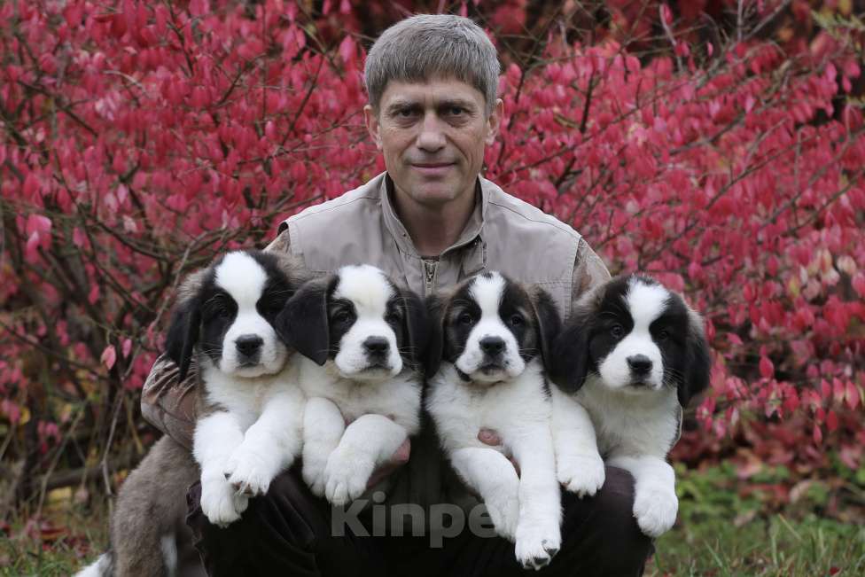 Собаки в Костроме: Щенки Сенбернара (Гигант, Друг, Сторож, няня) Девочка, Бесплатно - фото 6