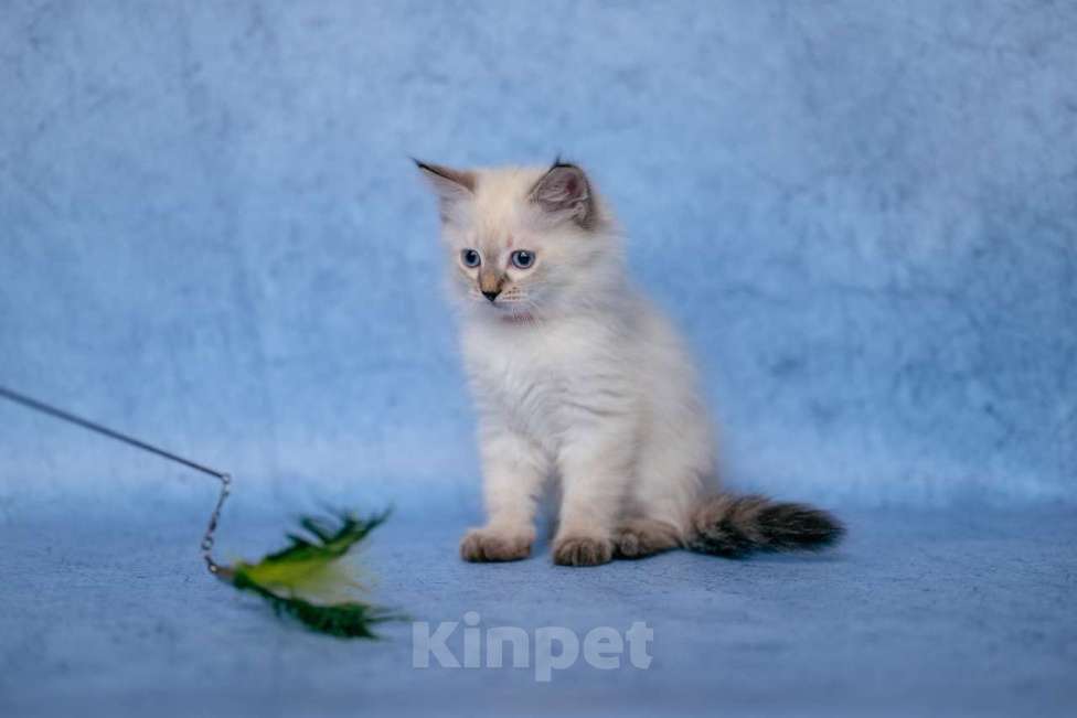 Кошки в Ступино: Продаются котенок Невский маскарадный девочка Девочка, Бесплатно - фото 3