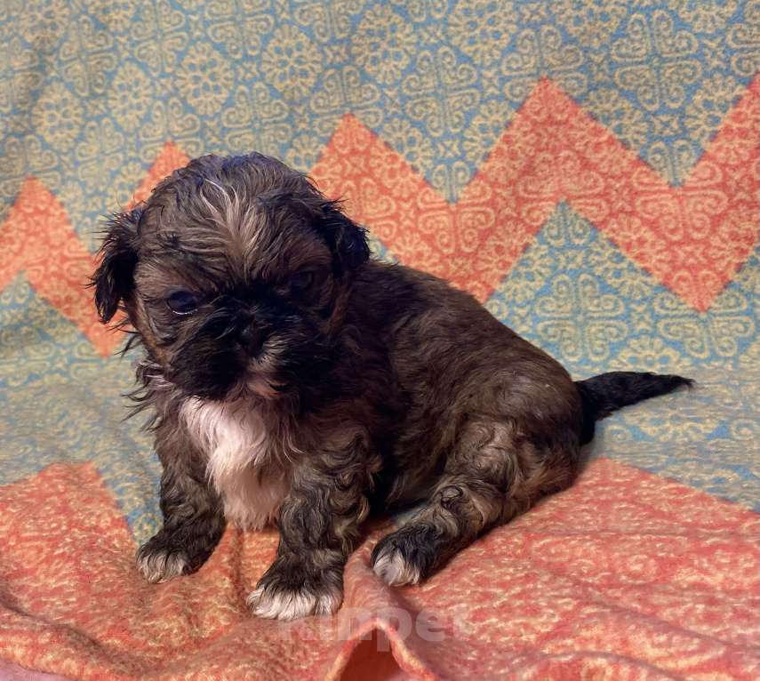 Собаки в Санкт-Петербурге: Великолепный золотой мальчик ши тцу  Мальчик, 35 000 руб. - фото 9