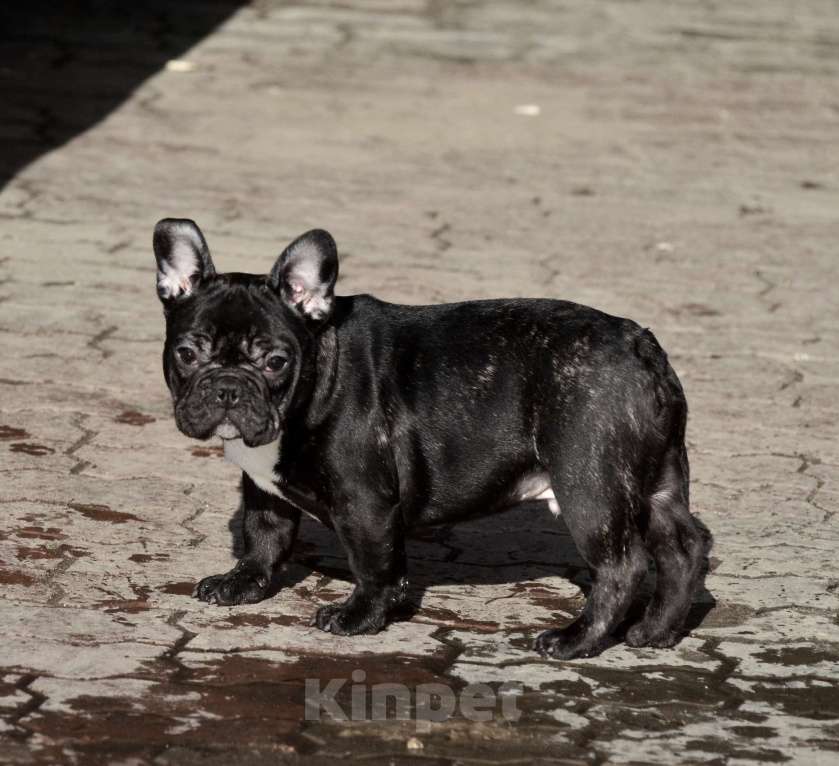 Собаки в Старом Купавне: Мальчик Веня Мальчик, 50 000 руб. - фото 3