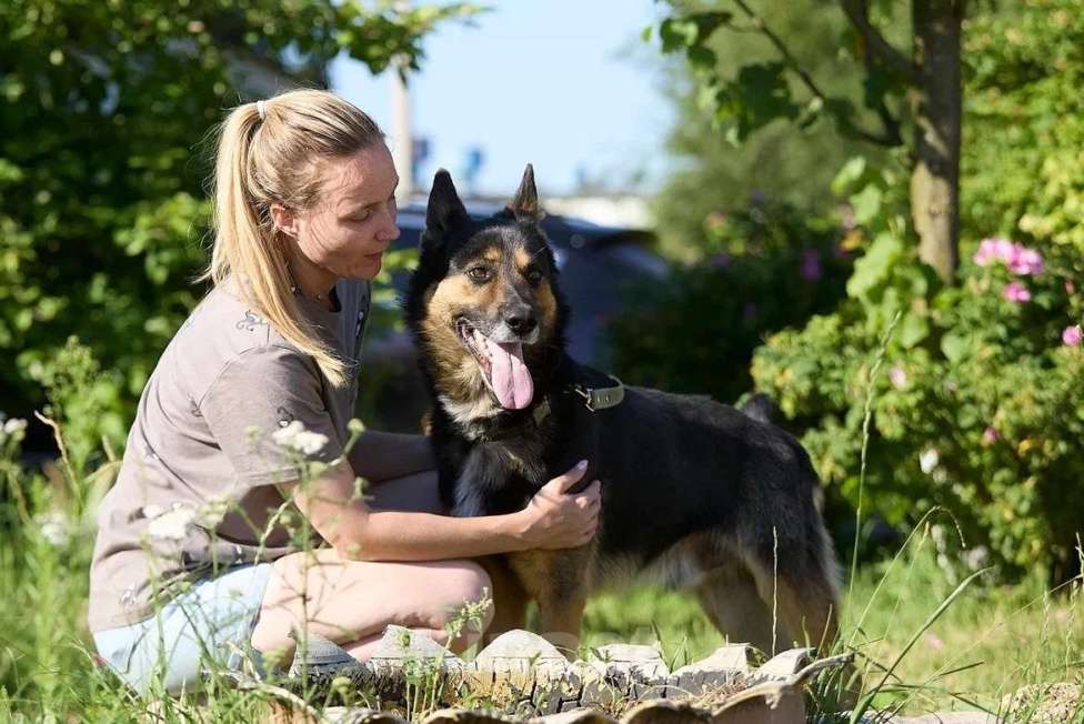 Собаки в Москве: Красавец Арчи Мальчик, Бесплатно - фото 5