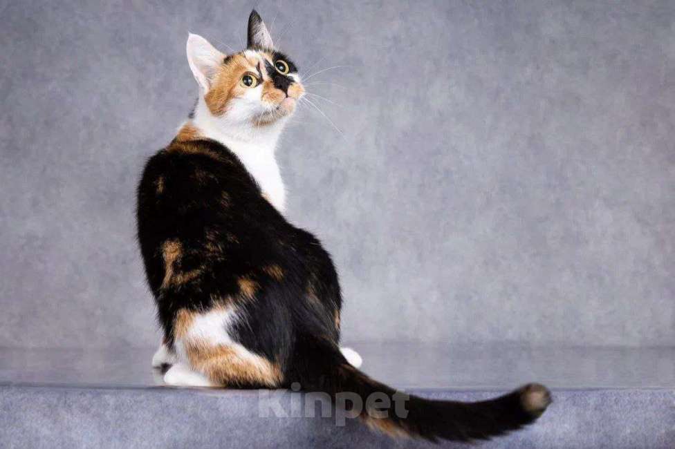 Кошки в Москве: Трехцветная кошечка Лиза ищет дом  Девочка, Бесплатно - фото 2